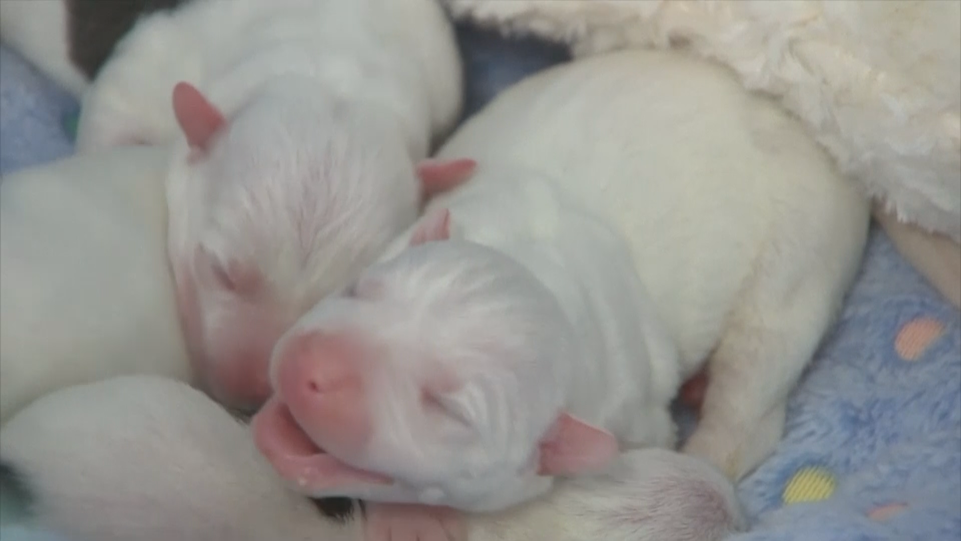 What Kind Of Evil Does This Outrage In Us As Crying Newborn Puppies Discovered In Rubbish