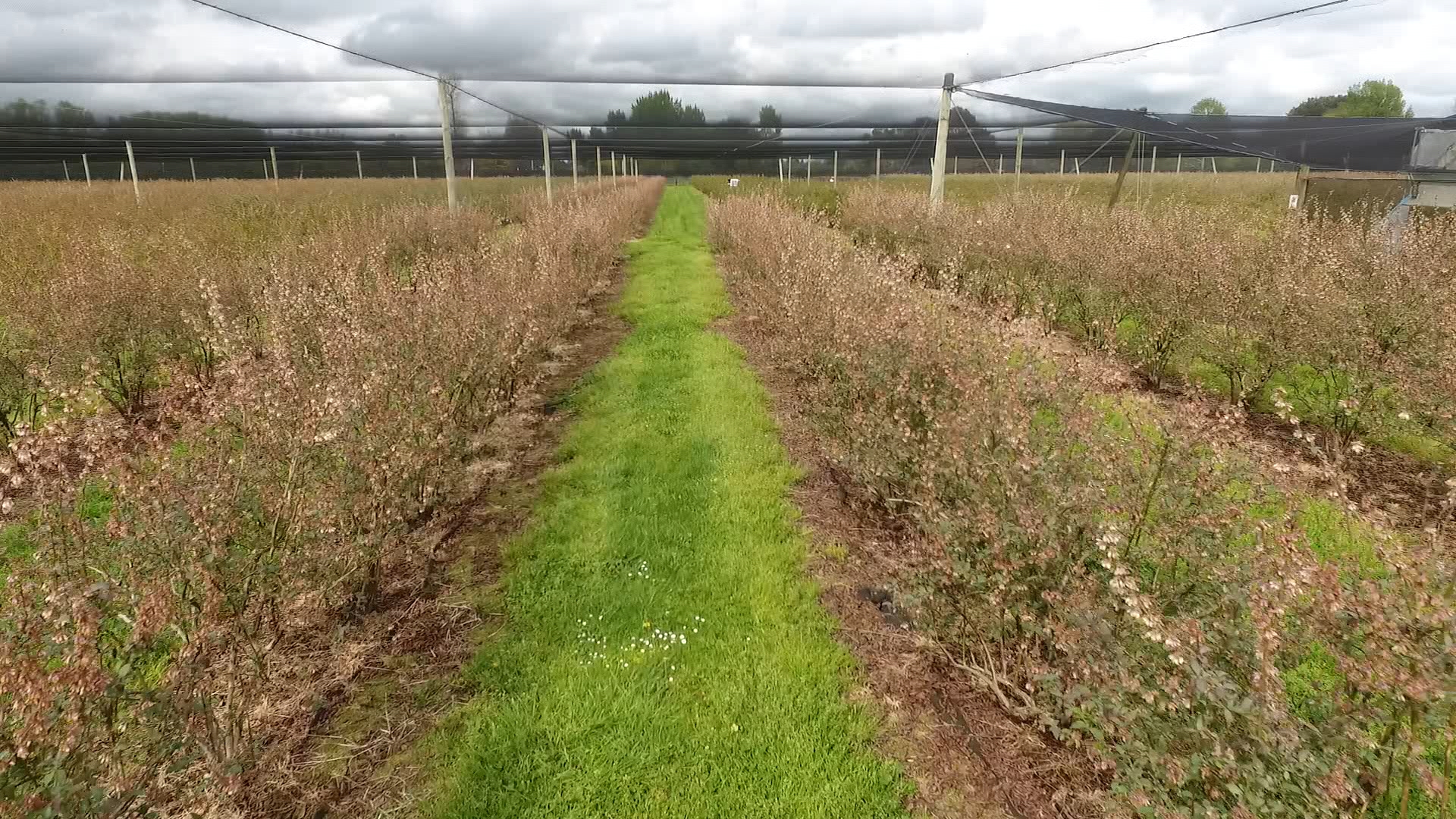 Waikato blueberry growers heartbroken as frost decimates orchards