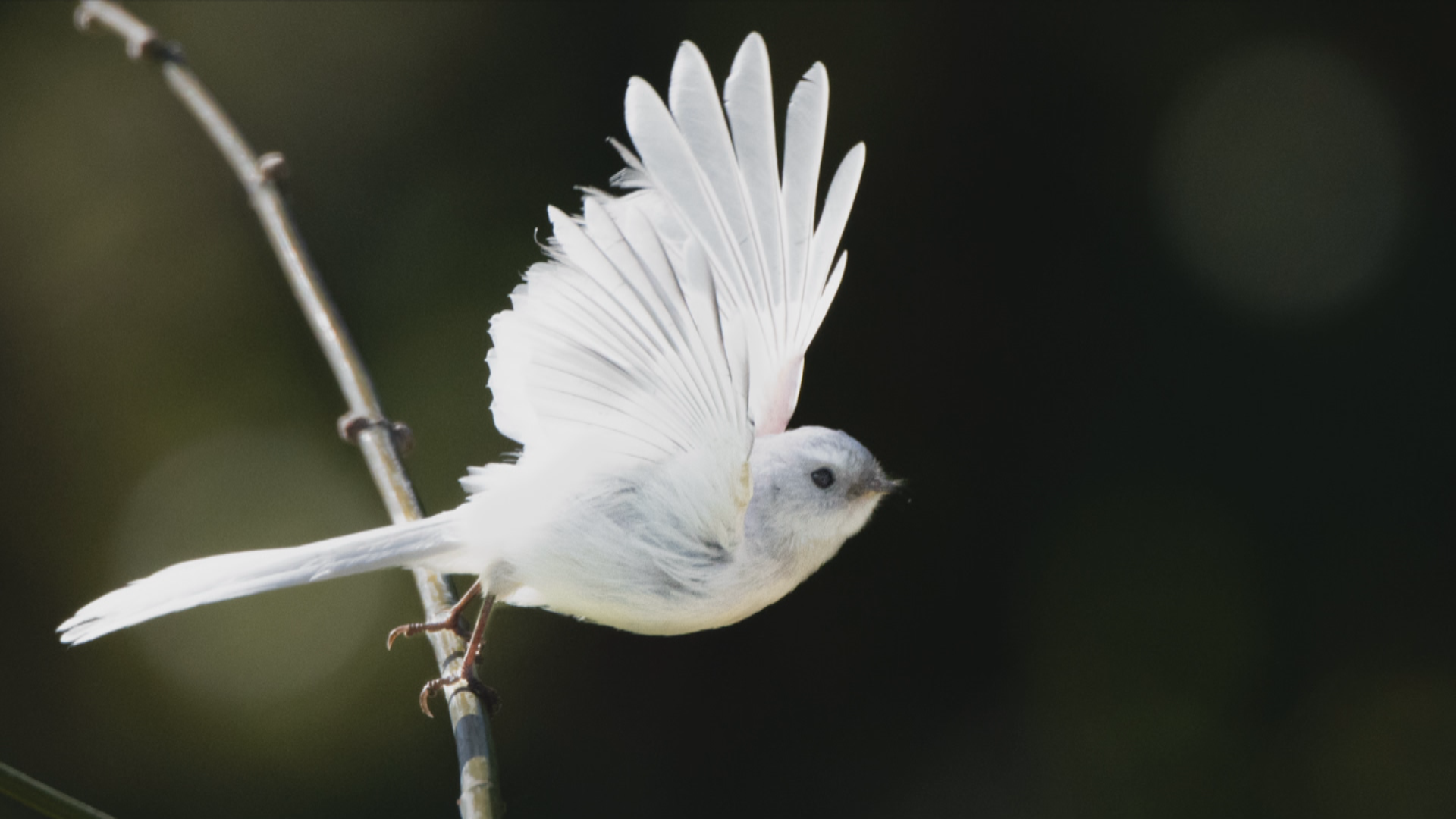 full hd wallpapers 1920x1080 fantail