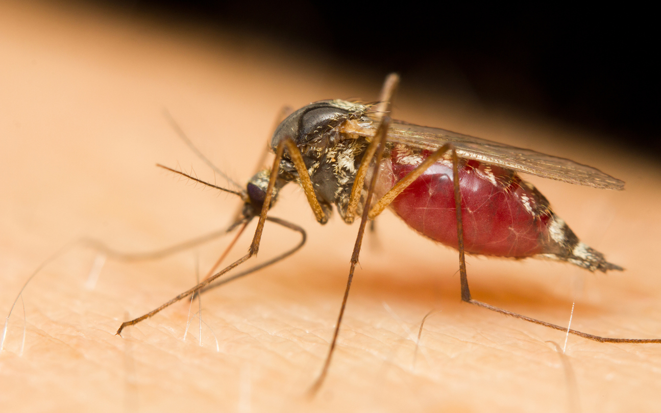File image of a mosquito