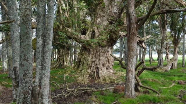 Large, old pūriri trees like this one on the Bryham property make an ideal home for many native species.