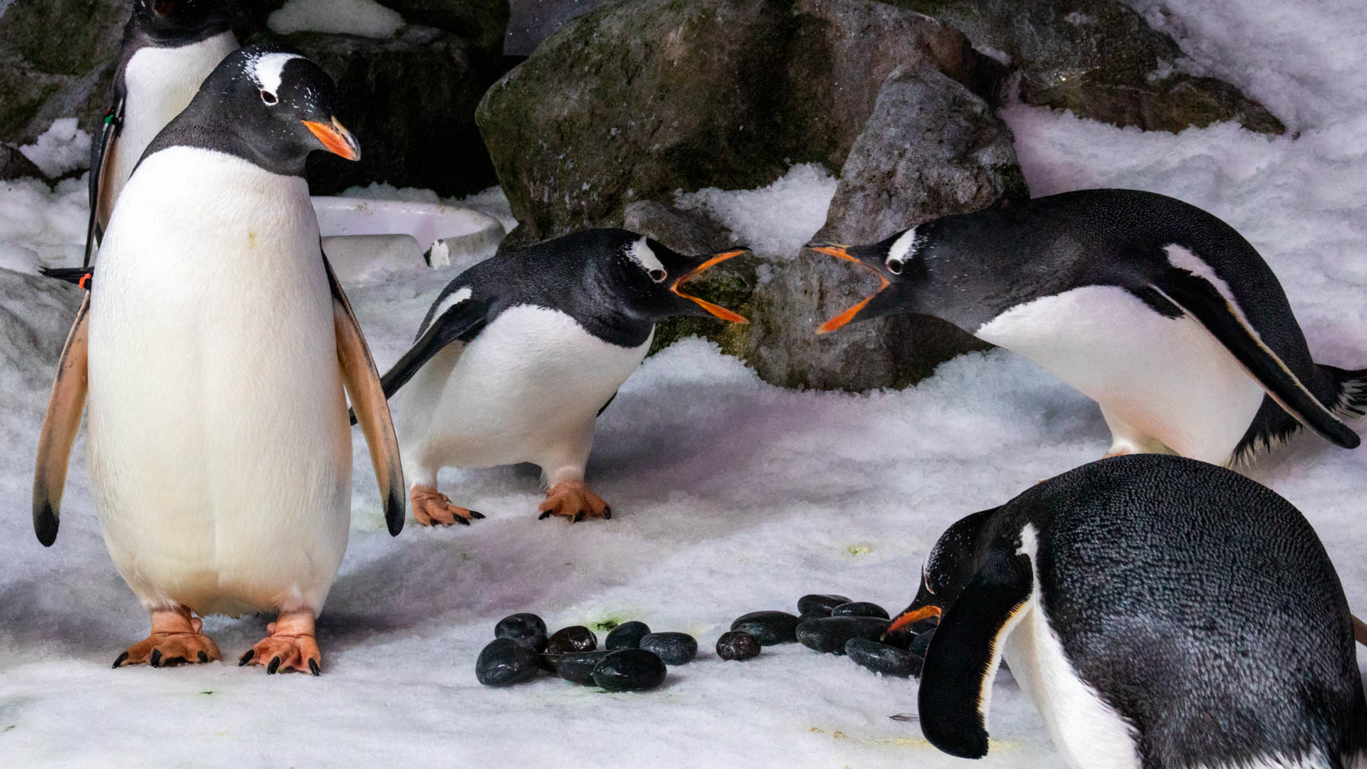 Meet Our King Gentoo Penguins - SEA LIFE Kelly Tarlton's Aquarium