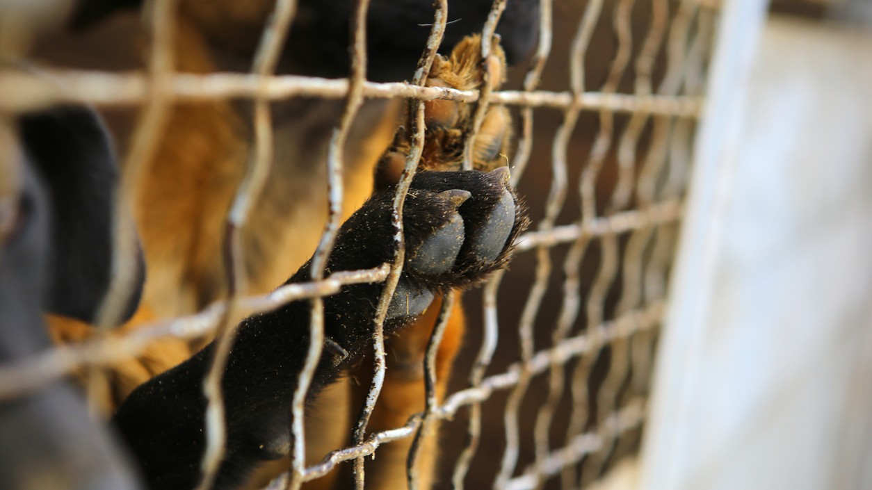 A dog looking out through the wire of his cage. (File image).