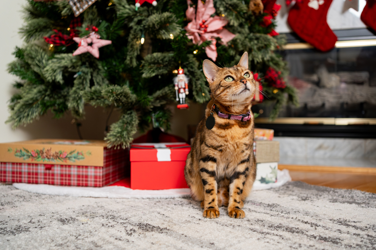 Happy Christmas, cat lovers!