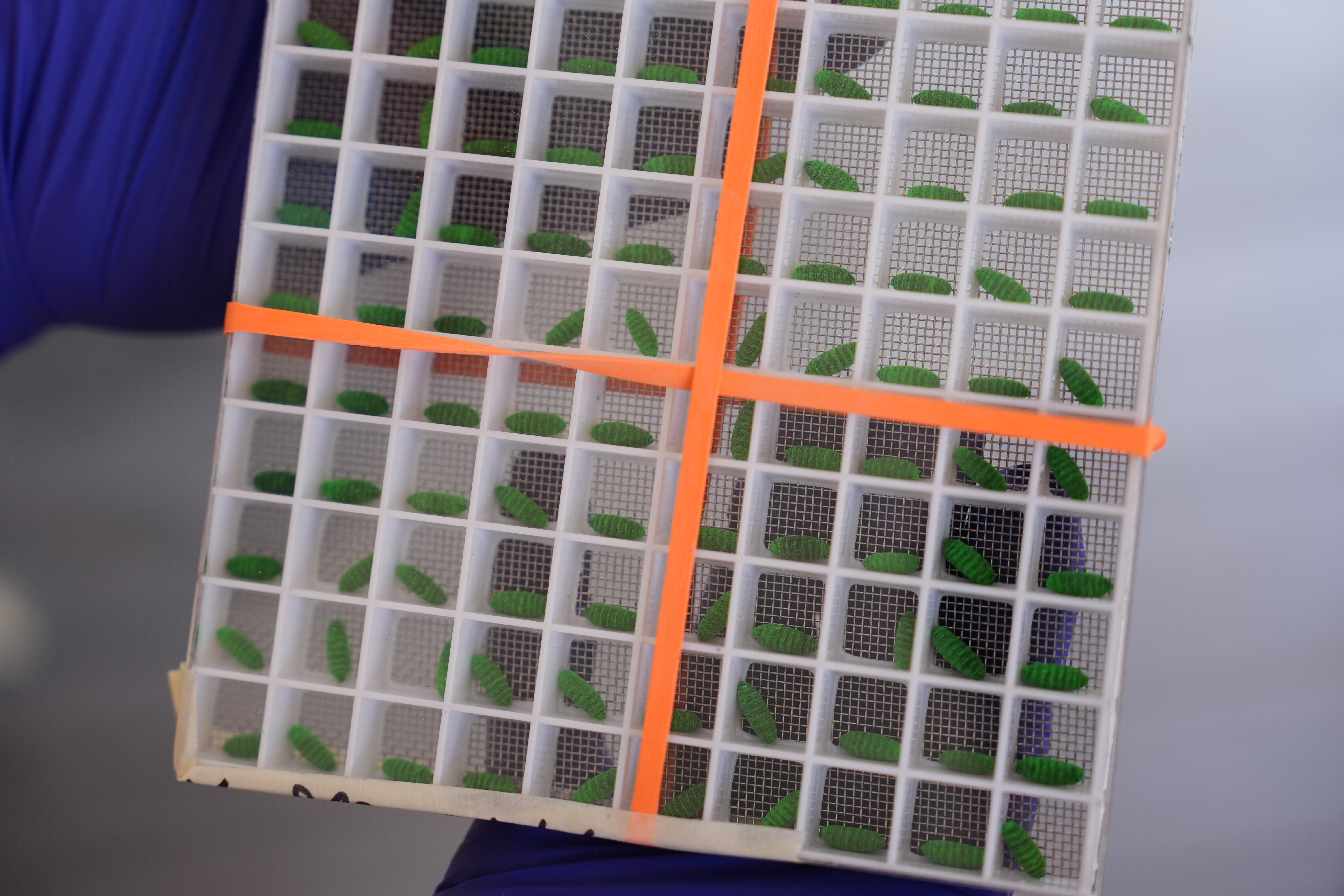 A test container of dyed fly pupae are displayed at a Domestic New World Screwworm Sterile Fly Production Facility to combat the northward spread of NWS and protect American livestock, in Edinburg, Texas