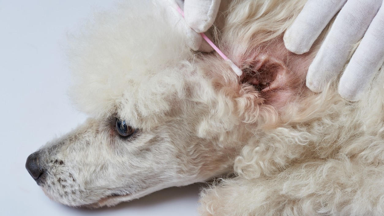 Cleaning poodle dog ear with cotton stick (File image).