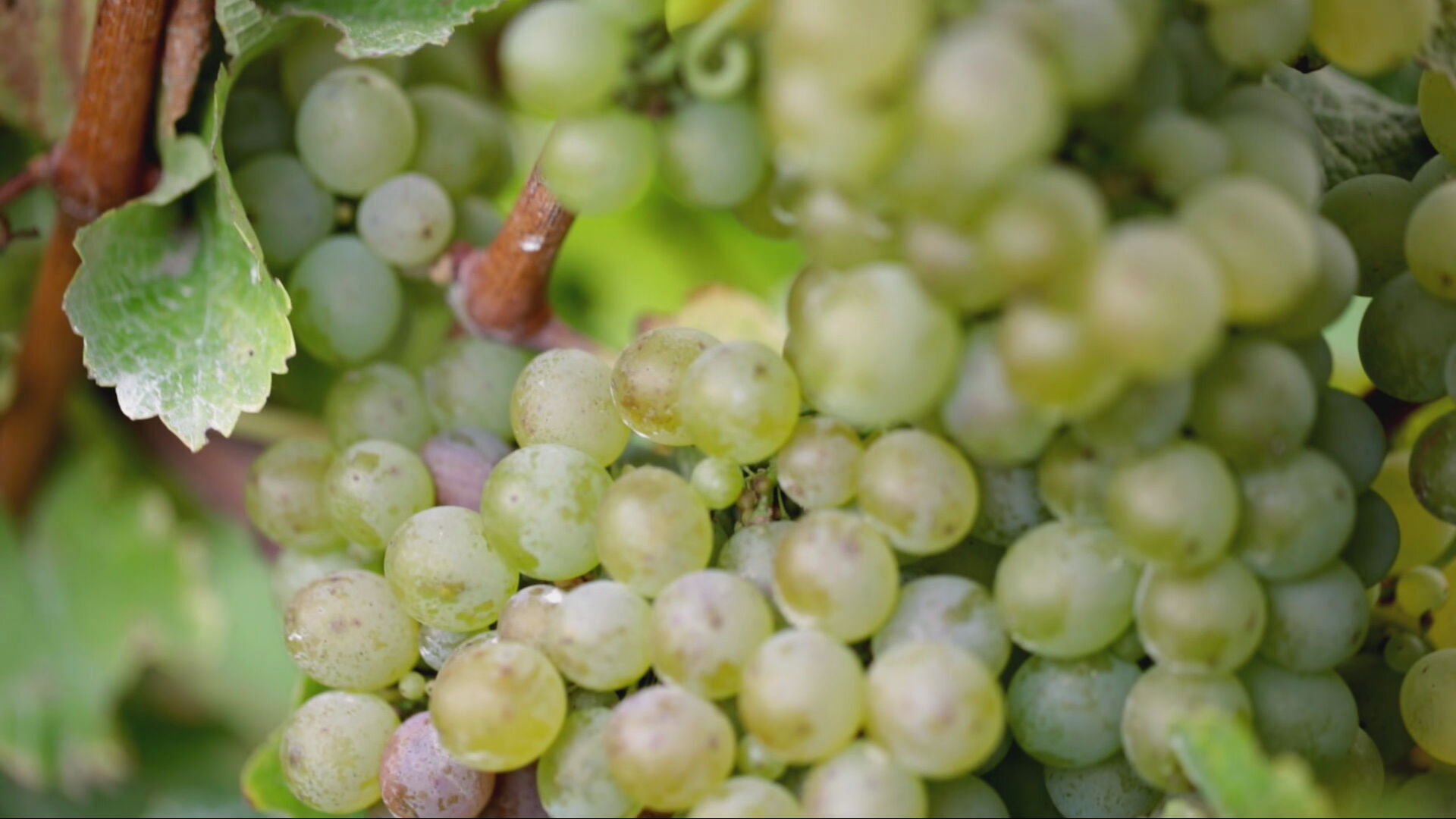 Kiwi wine distributors are looking to boost their exports to India.