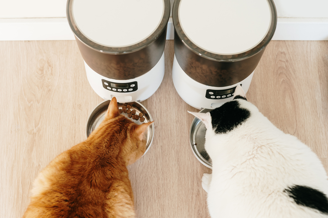 Cats eating from an autofeeder. (File image). 
