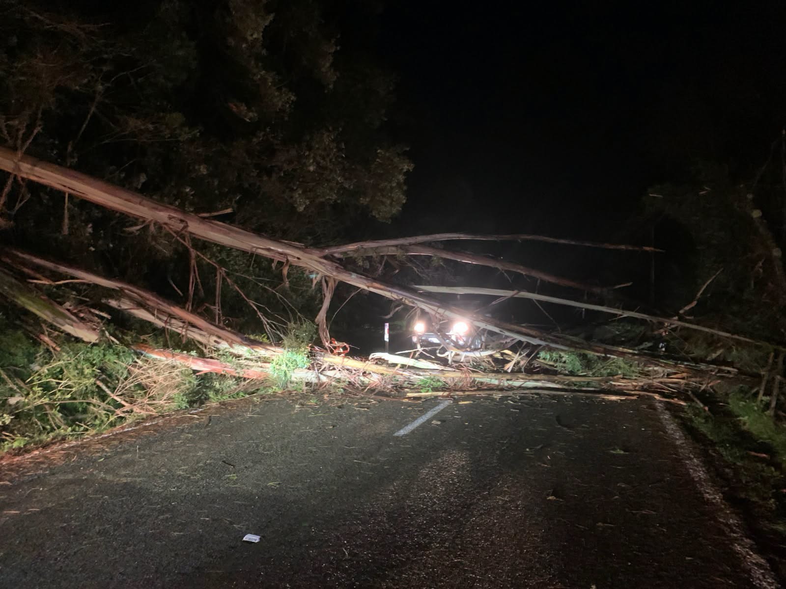 A fallen tree in the Porirua area 