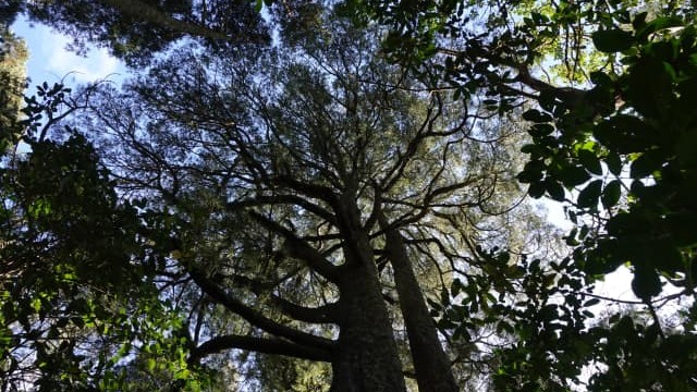 A pair of kahikatea are silhouetted against the sky.