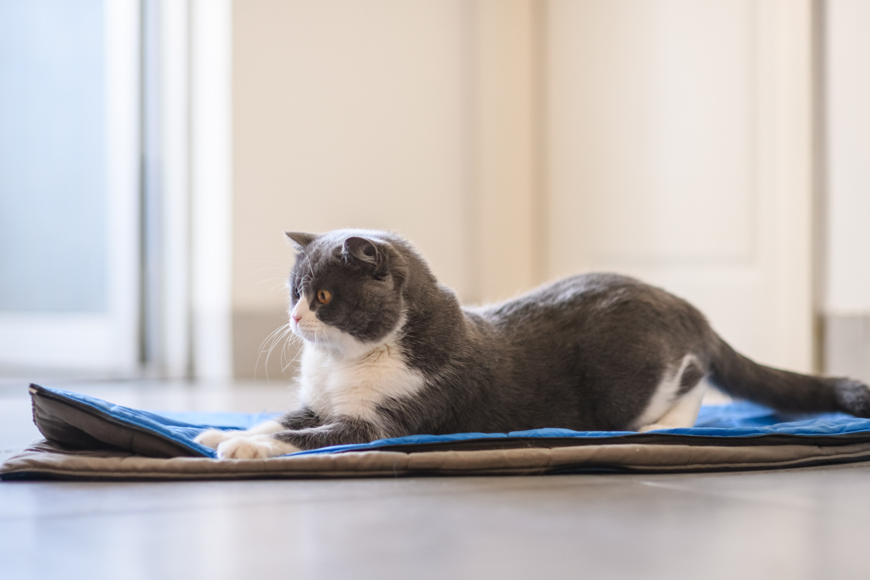 A cute British short hair cat on his cooling mat. (File image).
