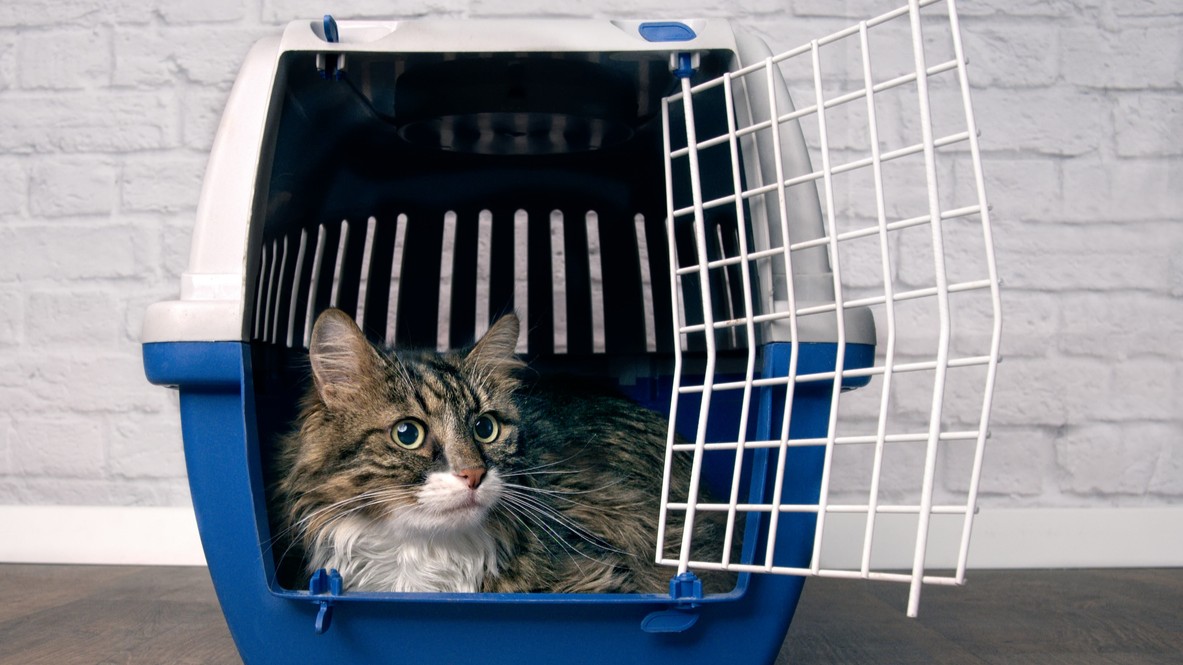 Contrary to what is said about old dogs - old cats can apparently be taught new tricks. 