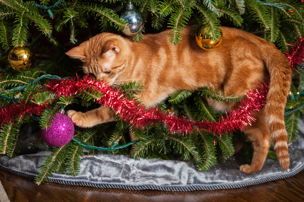 My cat loves attacking the Christmas tree. 