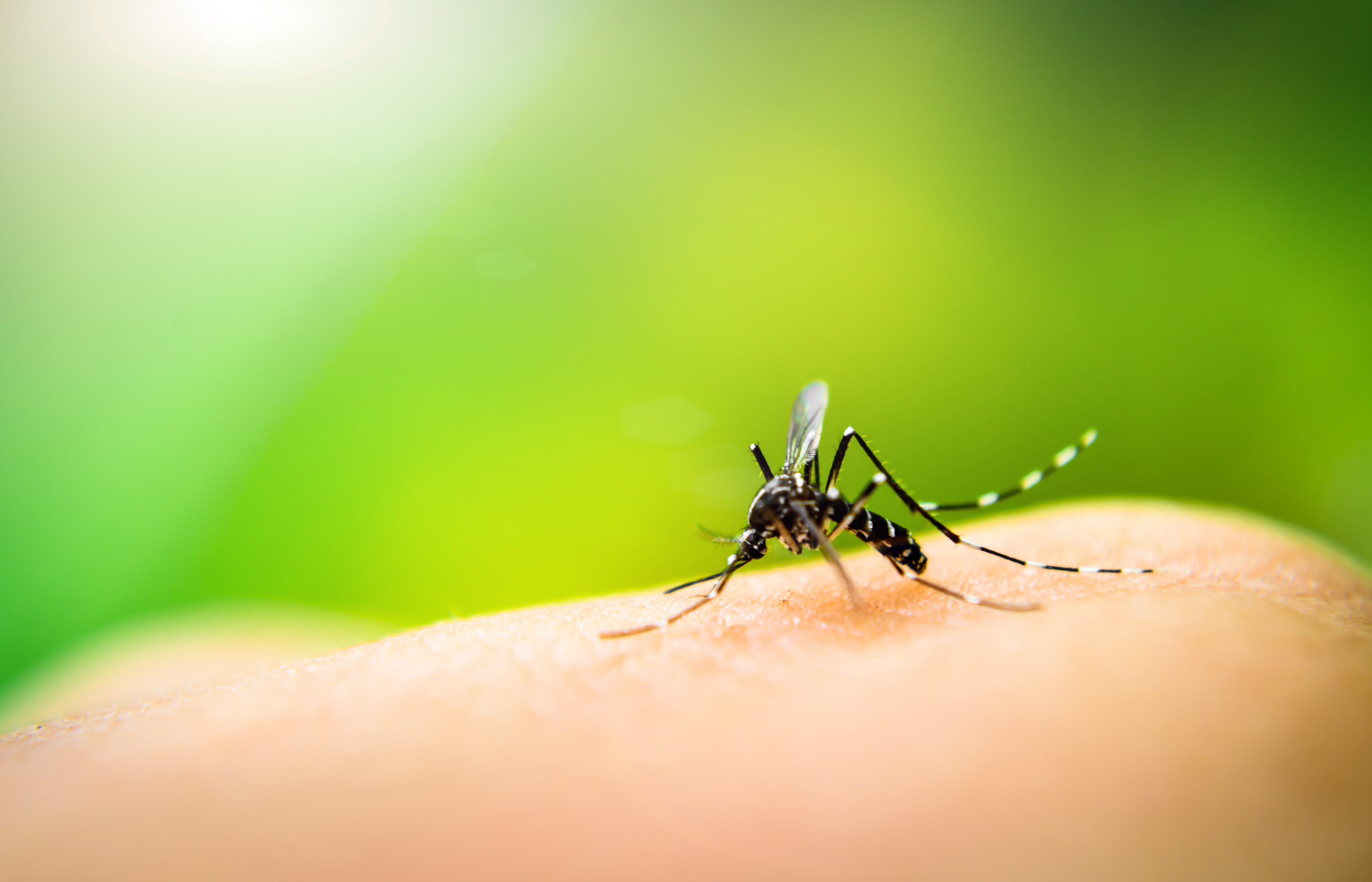 The hope is these millions of male mosquitoes will mate with disease-carrying females, the eggs won’t hatch, and mosquito numbers will fall. File photo.
