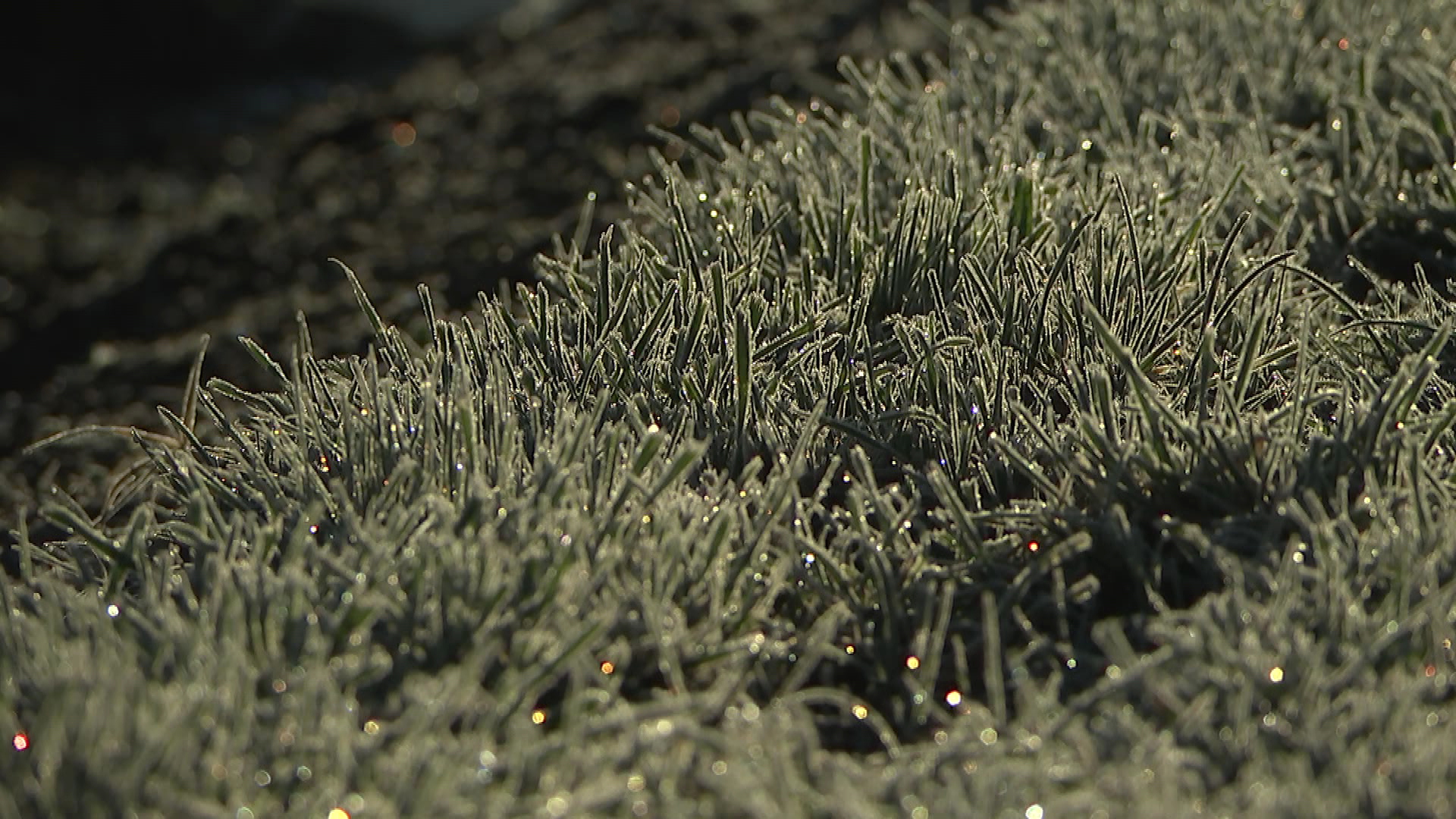 Frost pictured in Canterbury on Sunday. 