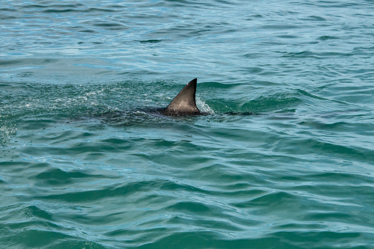 Shark fin in the water. (file image)