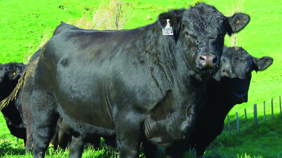A single Angus bull sold for $200,000 at auction today.