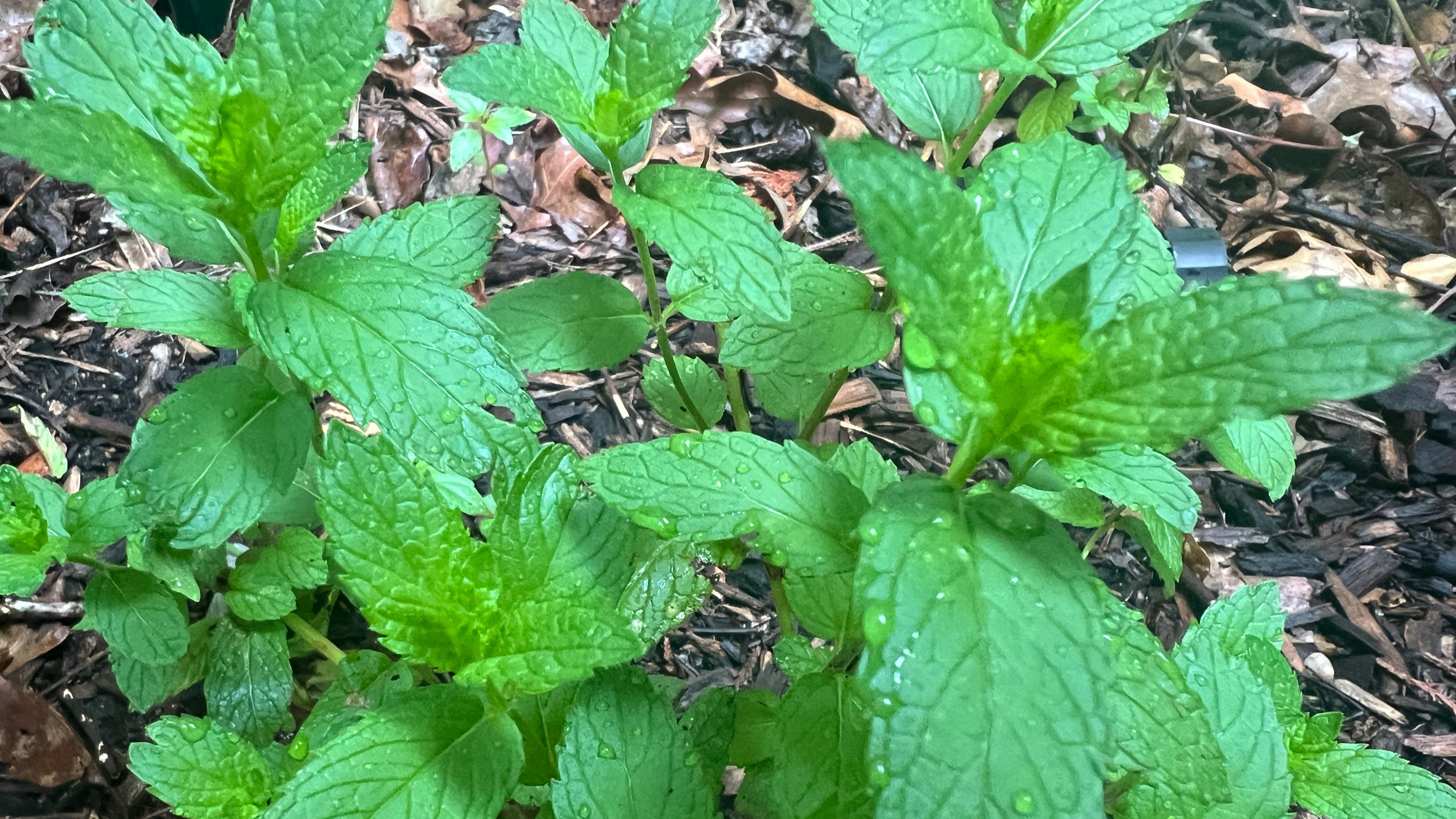 Favourites include peppermint, spearmint, chocolate mint, pineapple mint, lime mint and apple mint.