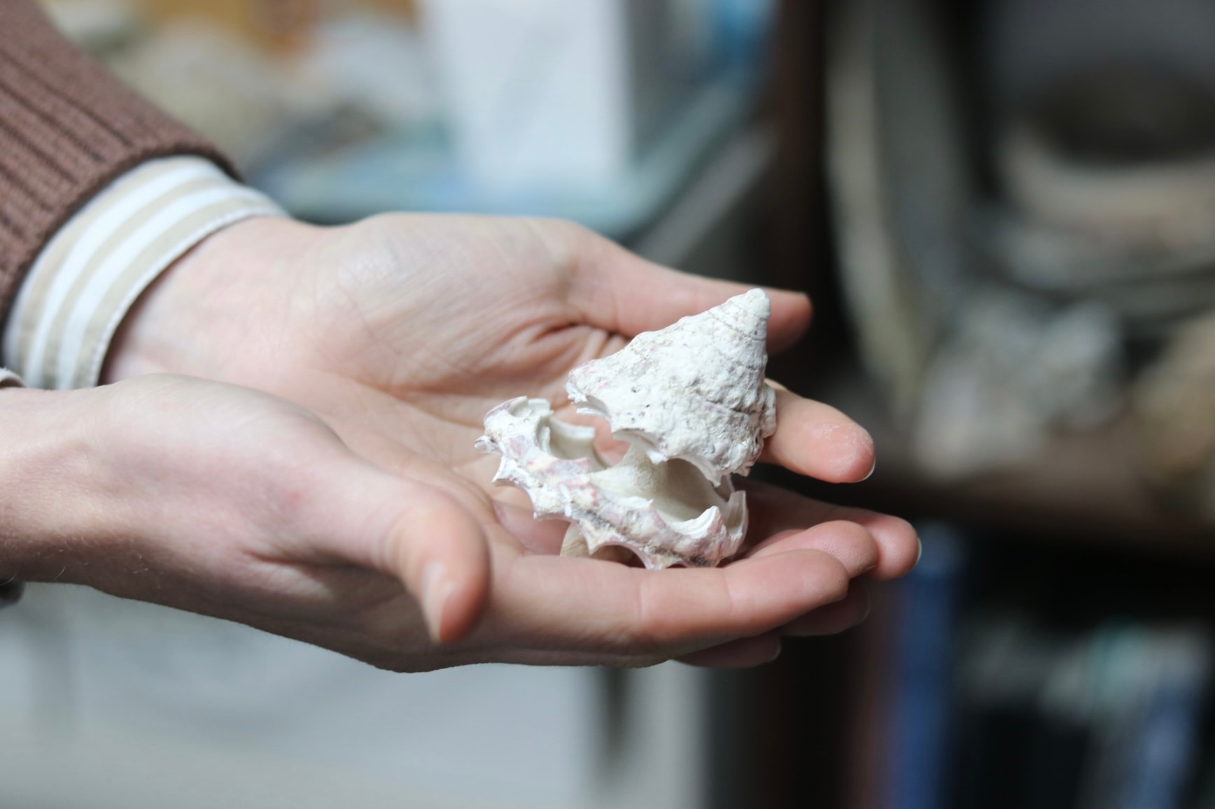 A trochus shell used to create buttons at Ocean Shell Ltd.