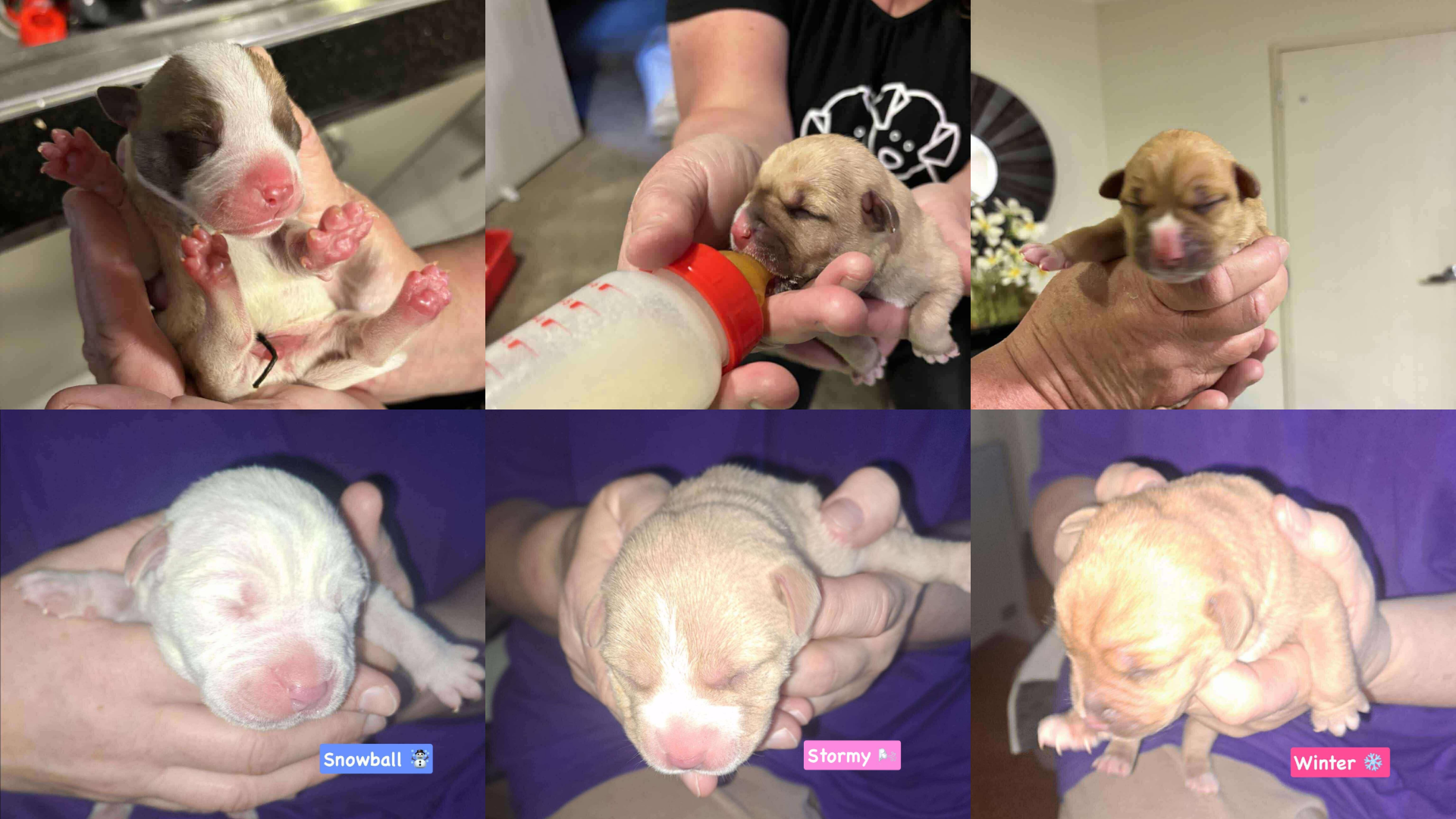 The six puppies found in a block of public toilets in Auckland. (Source: Saving Hope Foundation)