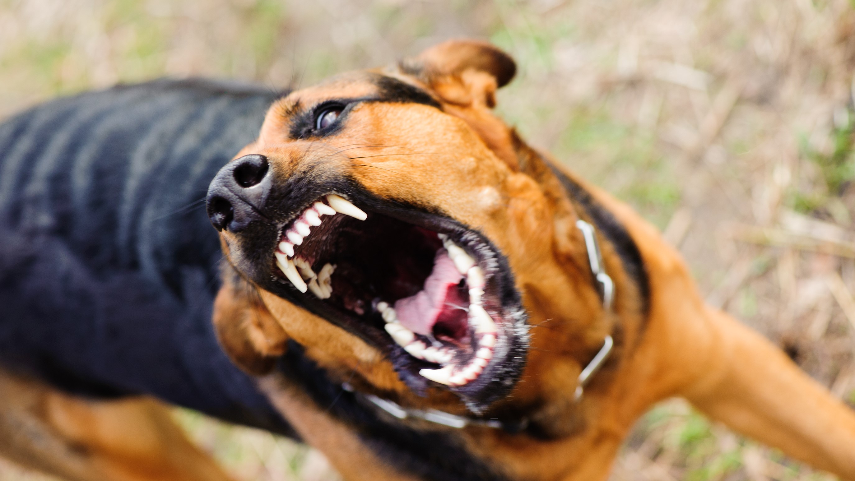 Dog teeth (file image). 