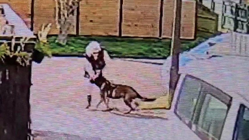 The Upper Hutt City Council upheld the menacing classification of a 9-year-old German Shepherd for its involvement in the death of a cat. (Source: Upper Hutt City Council)