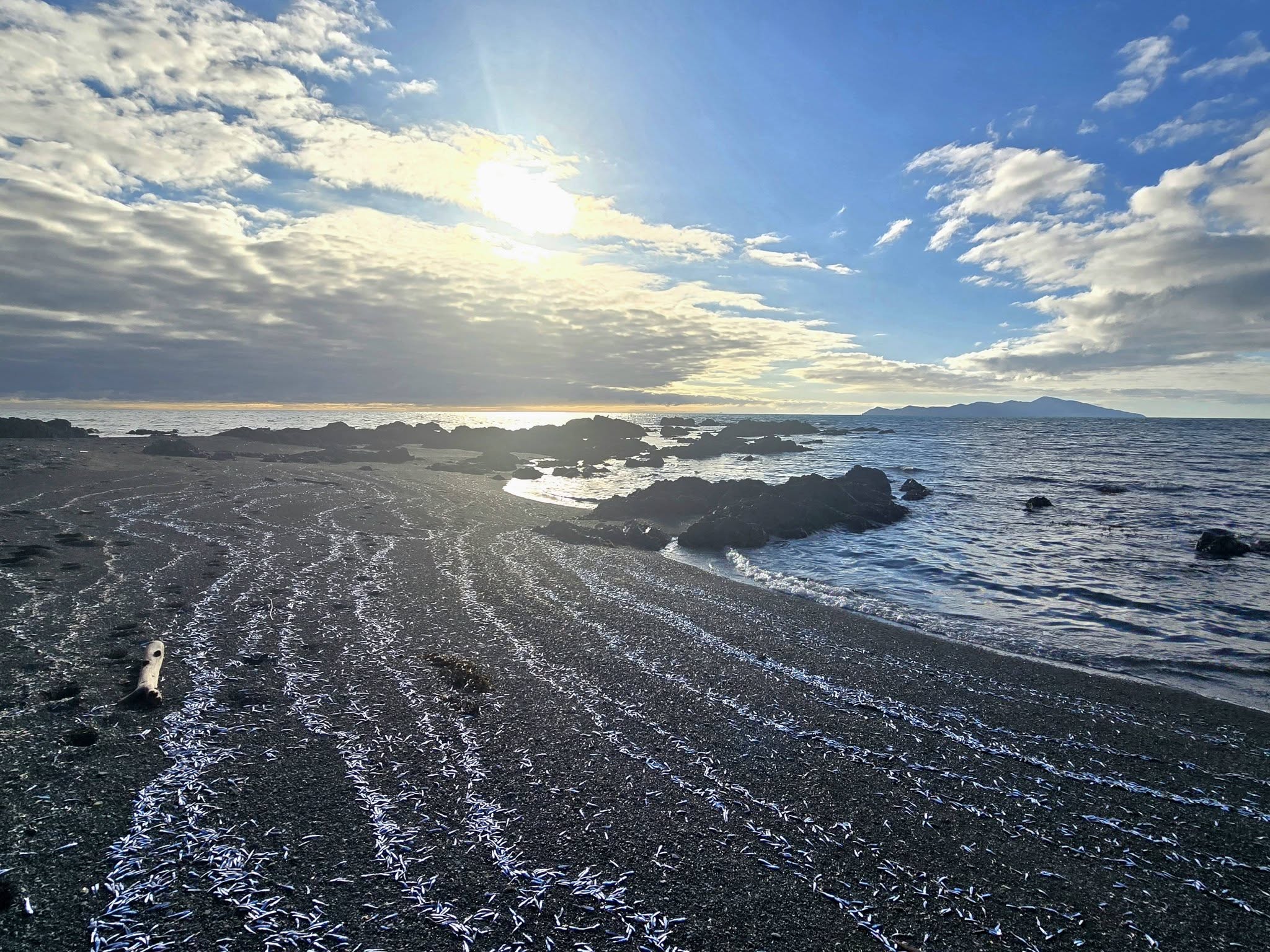 Tens of thousands of lanternfish were found strewn across Pukerua Bay. (Source: Louise Wilman)