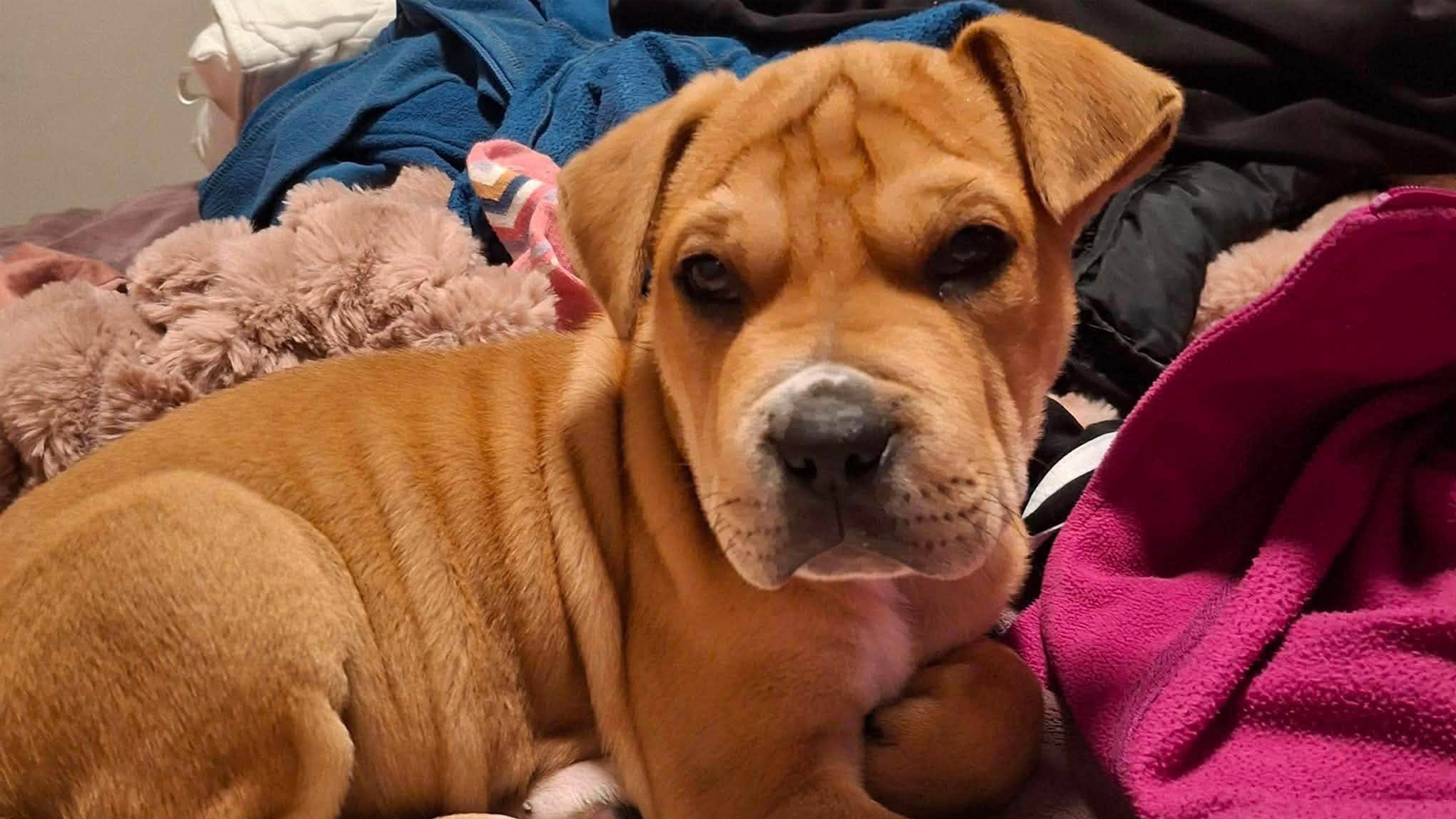Pebbles the puppy. (Source: South Auckland Animal Rescue)