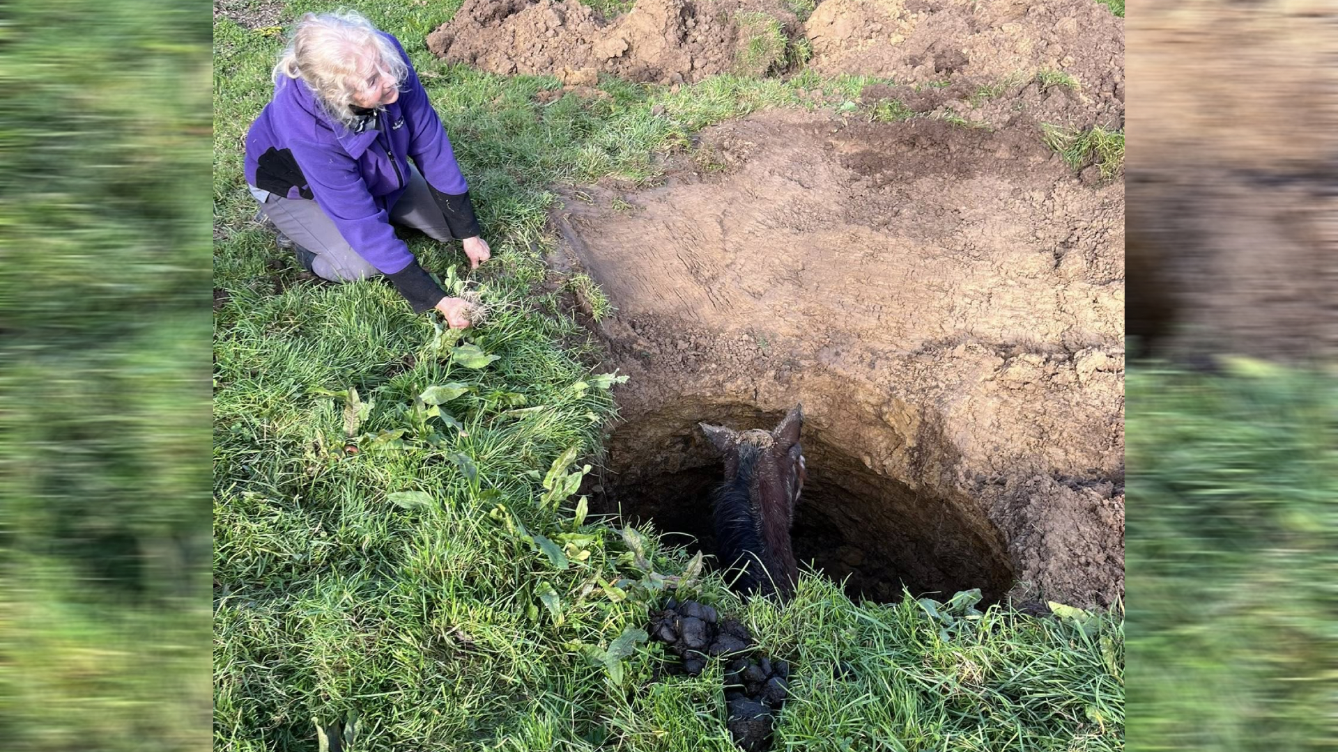 The sinkhole had opened up on the farm overnight.
