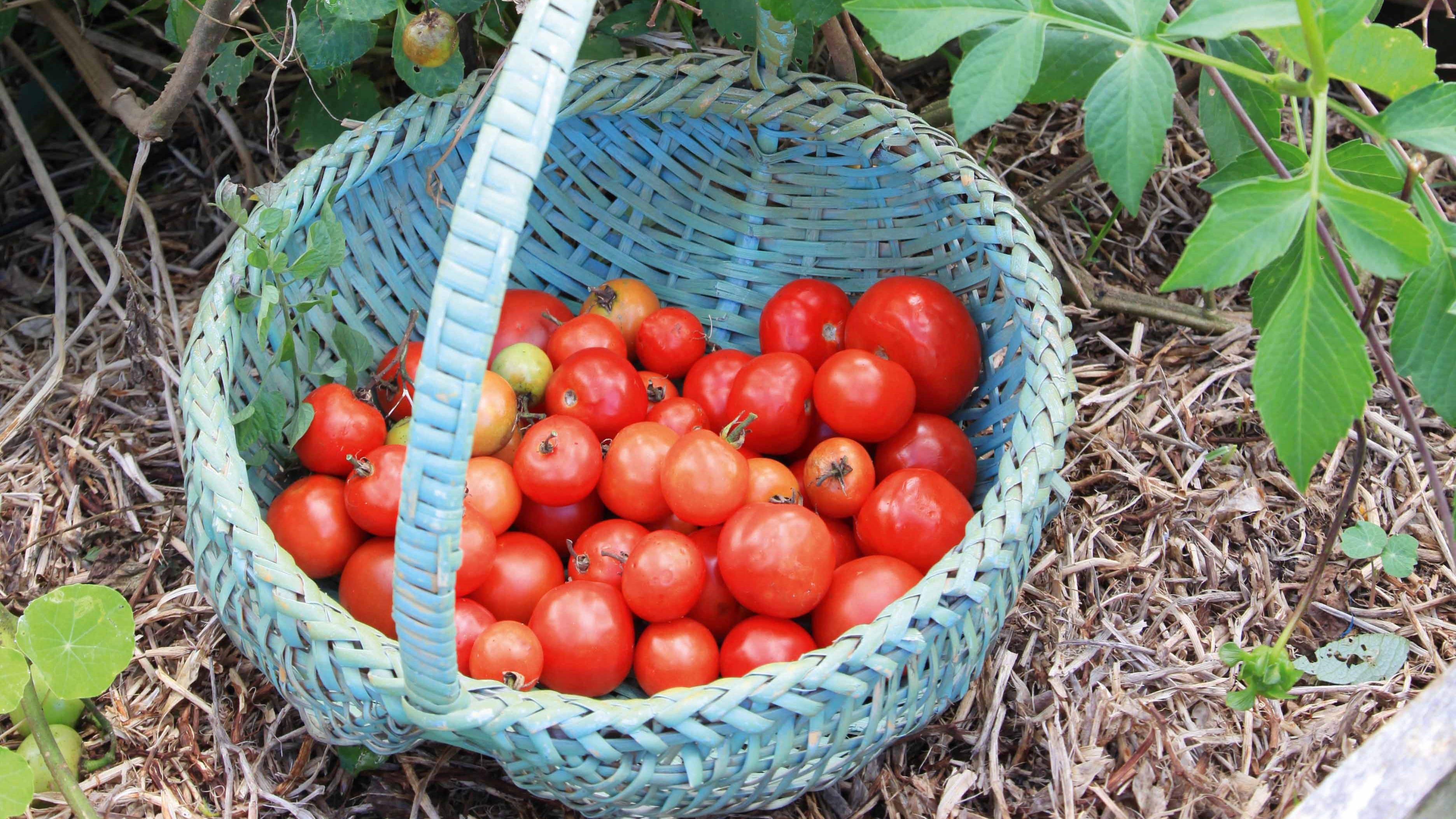 Like a lot of gardening, your tomato crop is out of your control. 