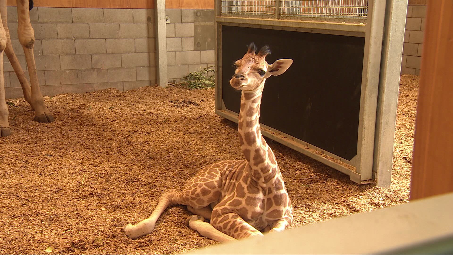 ★再値下げ★Gunnar Nylund Giraffe  Awesome': A closer look at Auckland Zoo's new baby giraffe