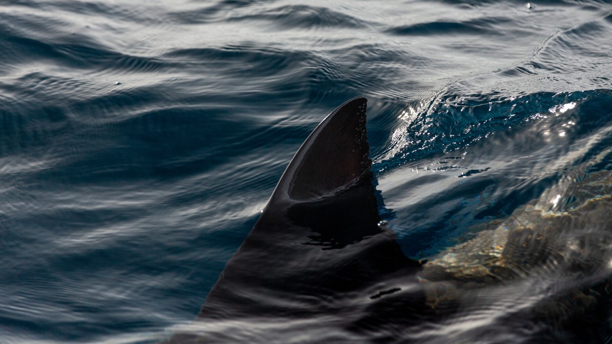 Australia has seen four shark-related deaths in 2026 (file image).