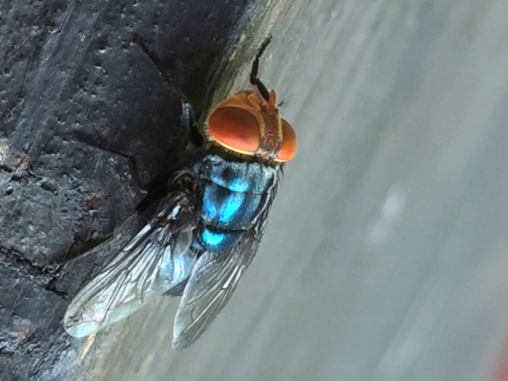 An adult New World screwworm fly