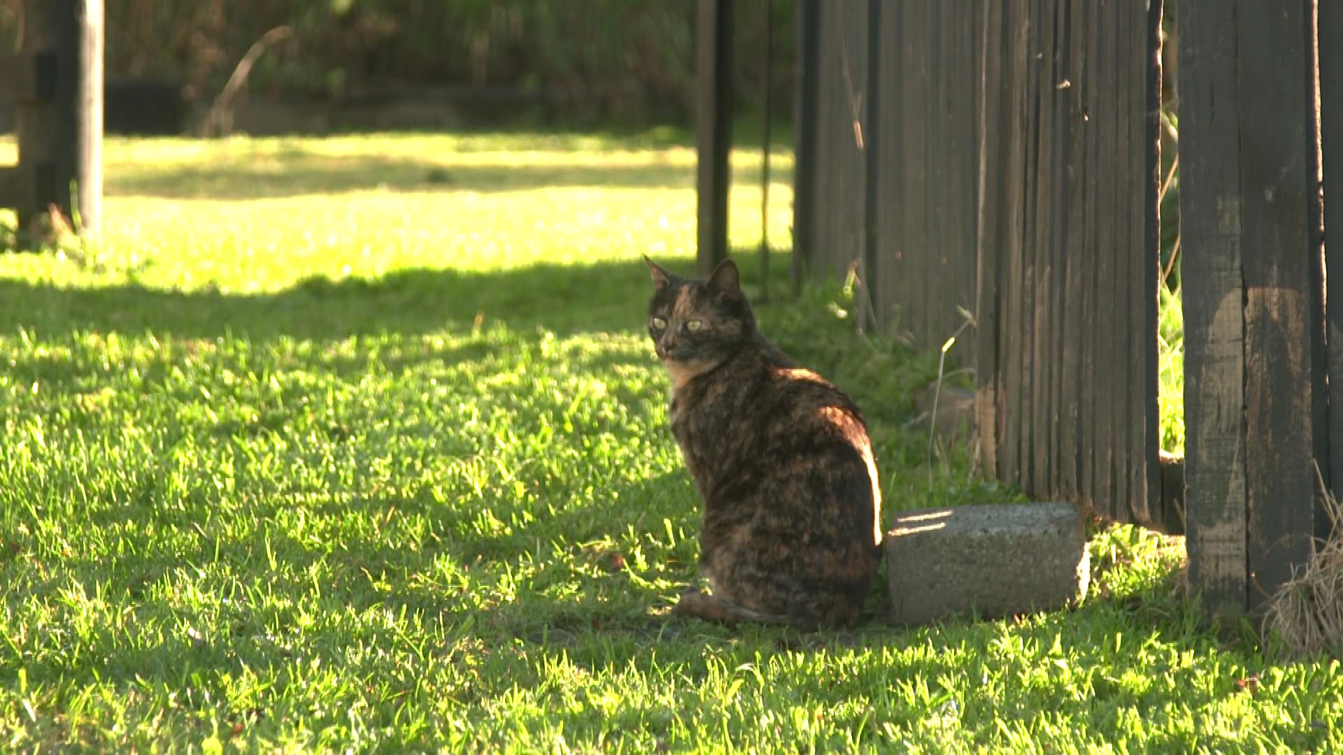 Goldie, the intrepid feline.