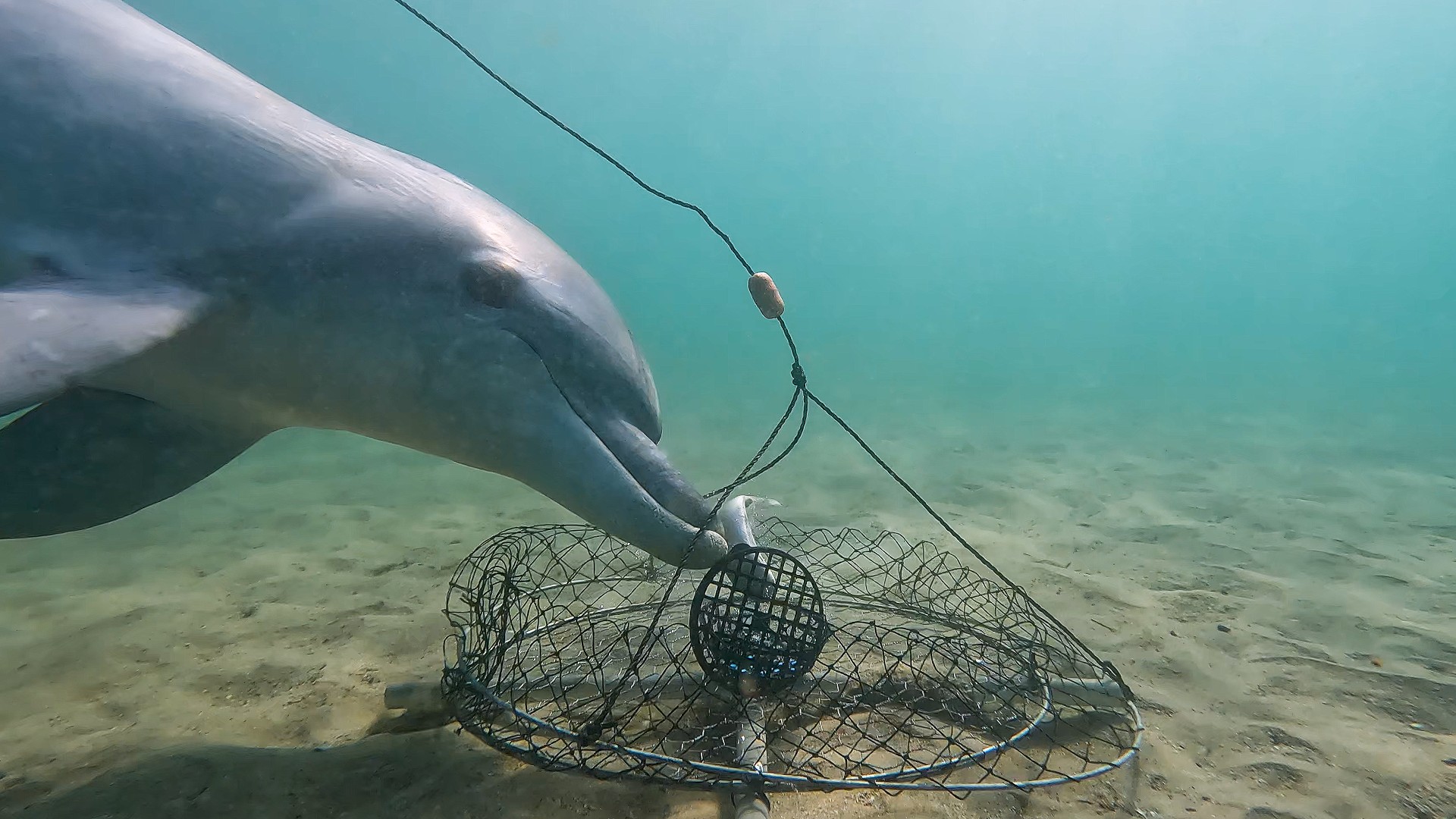 Baby dolphin entangled with fishing gear found dead with deep cuts to body