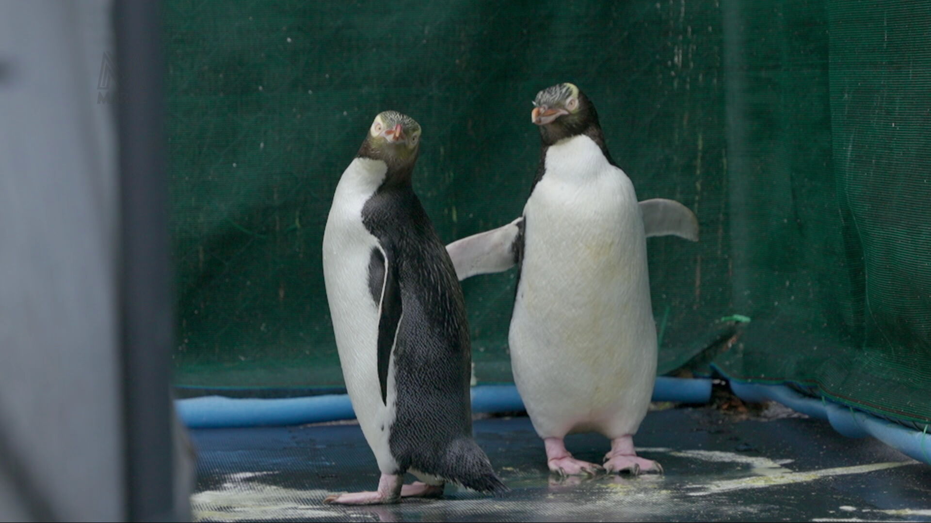 Northern hoiho, yellow-eyed penguin, at the Wildlife Hospital located at the Otago Polytechnic in Dunedin