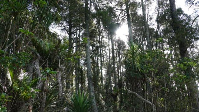 The understorey is dense in a stand of kahikatea fenced off for the past 60 years.