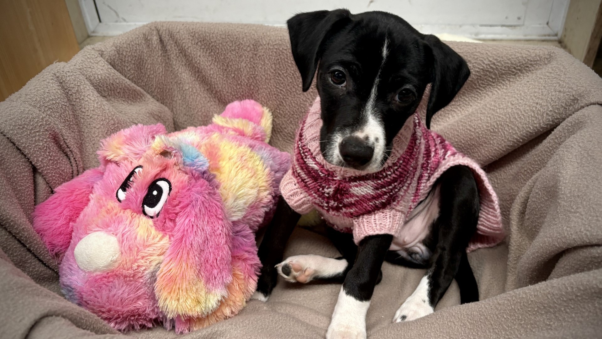 Cari is receiving warmth and protection at Gisborne SPCA Centre.