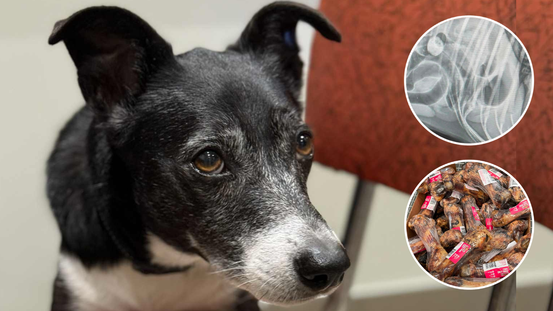 Flash needed emergency surgery and had large bone splinters removed from his intestine.