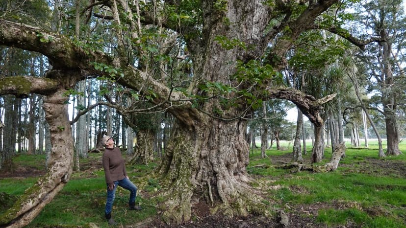 Heather Jean Bryham admires a large, old pūriri tree on the family farm near Waipū.Photo credit: