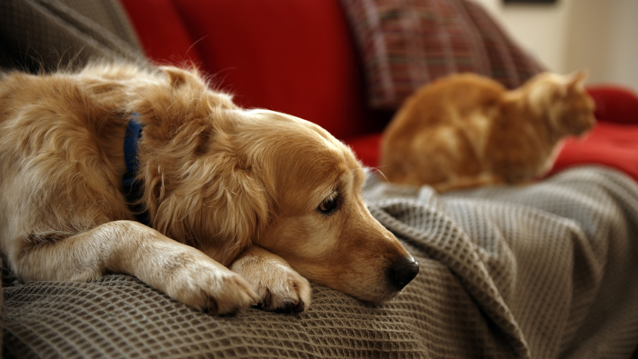 A dog and cat sit on a couch (file photo).