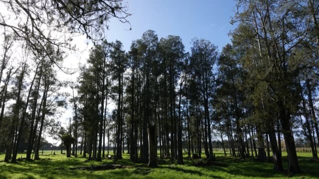 A smaller stand of kahikatea next to the existing State Highway 1.