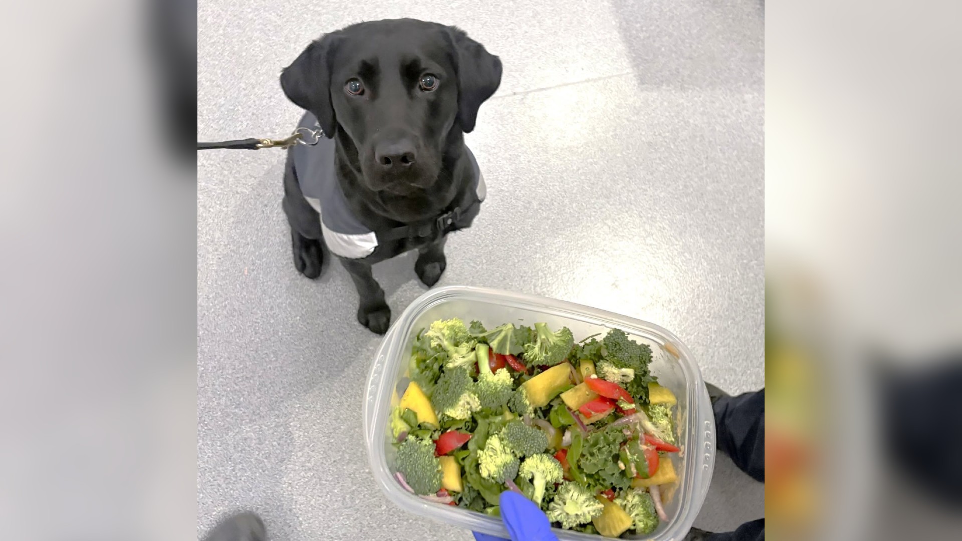 Sophie the Auckland detector dog with an item of her haul. 