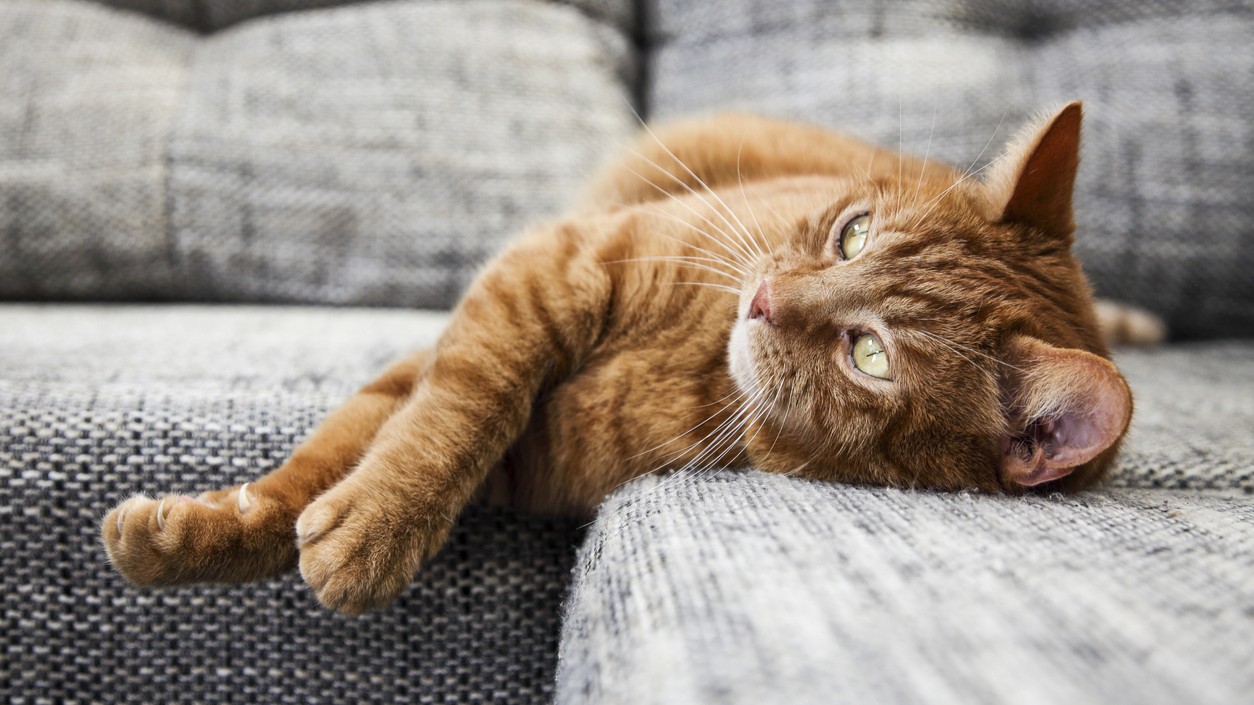 Don't want to come home to shredded furniture? Best to get a cat-sitter. 