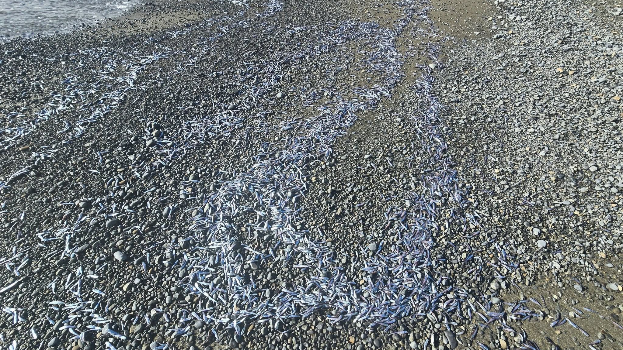 Thousands of lanternfish are seen washed up on a Kapati beach. 