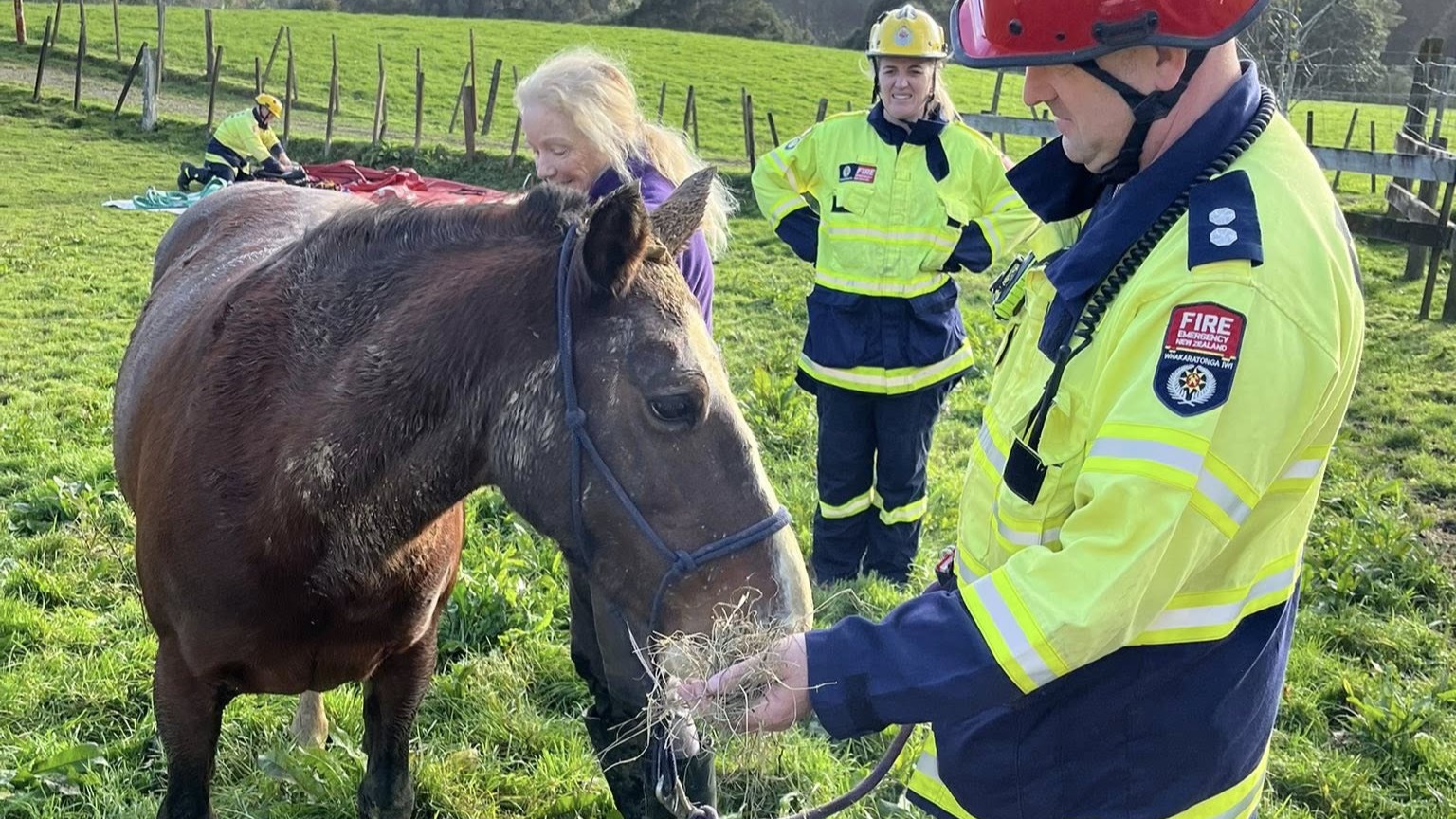 A firefighter feeding Lola.