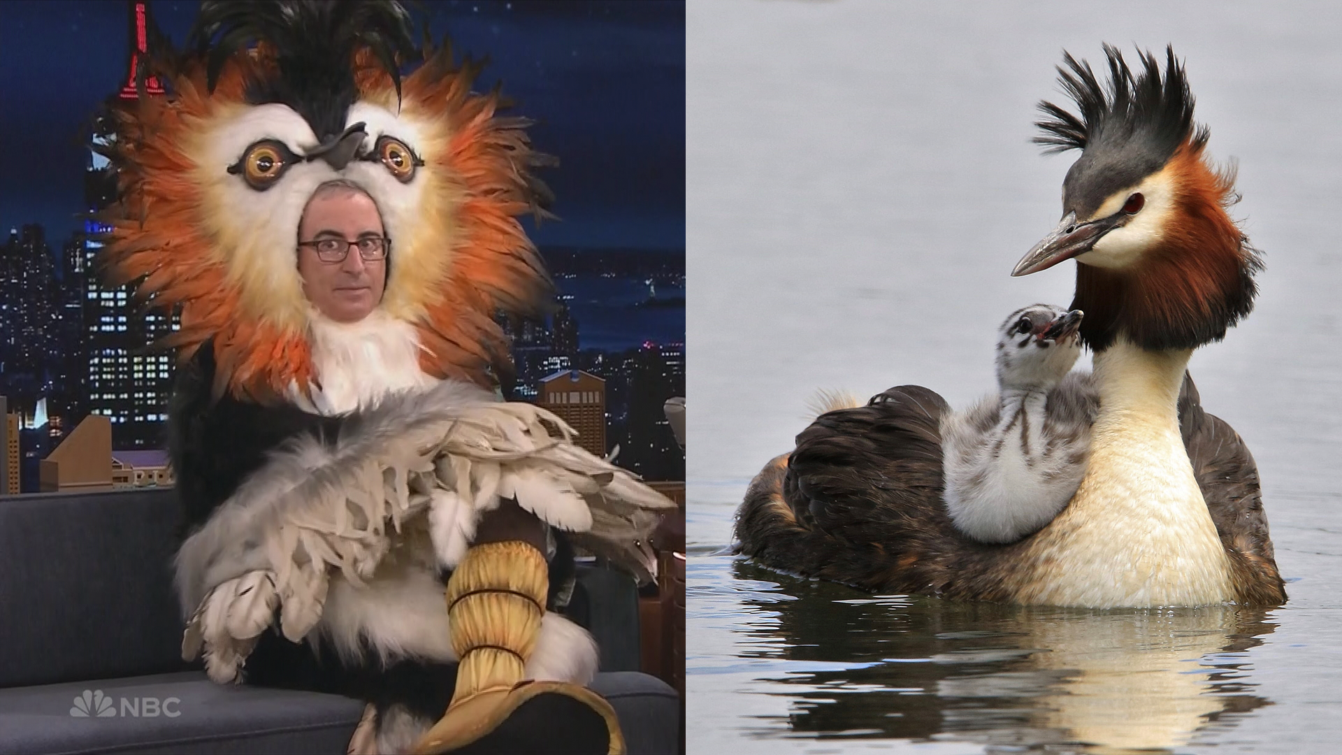 Luxon congratulates John Oliver on Bird of the Century win