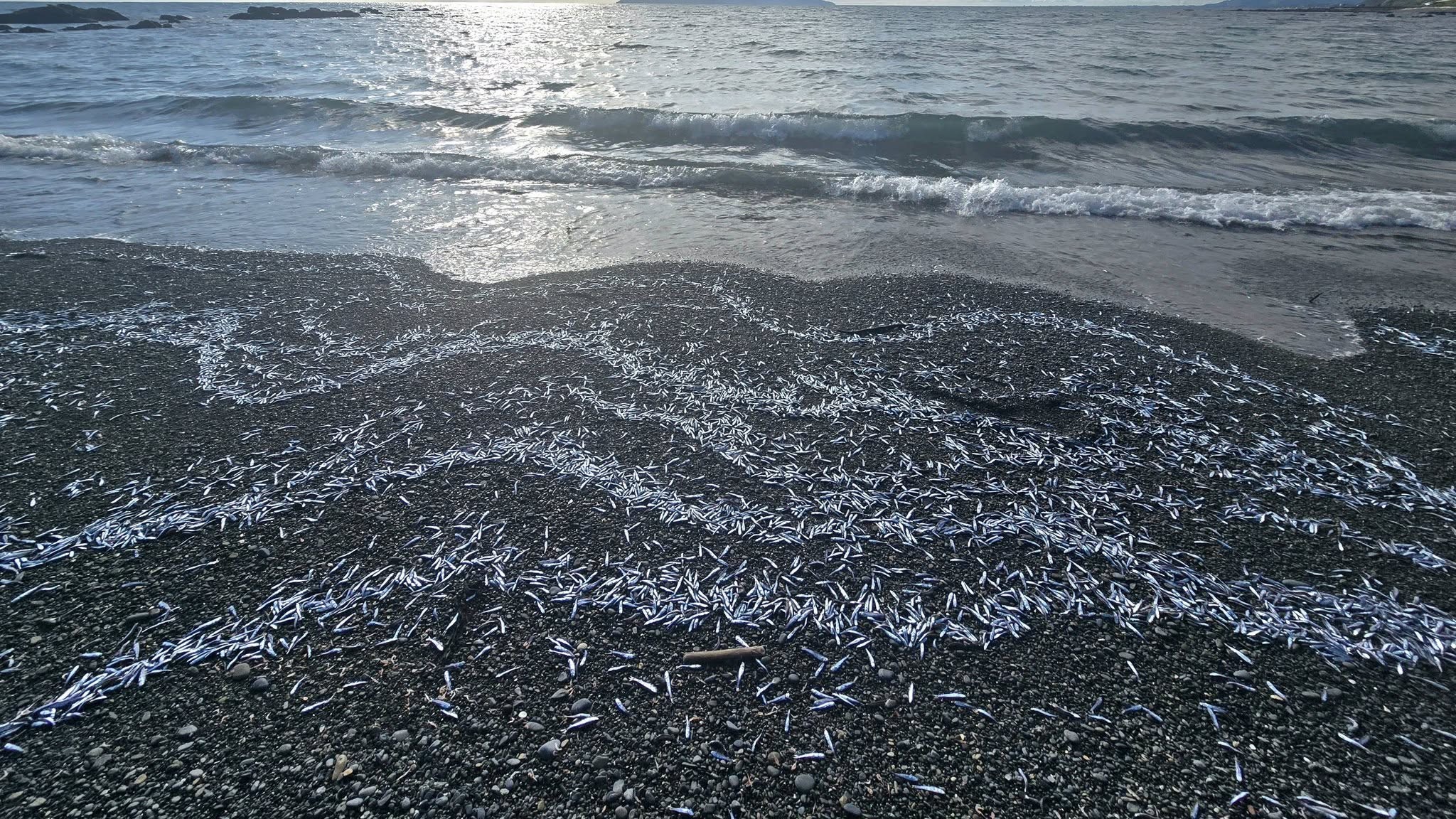   The woman who took the photos said she had never seen anything like it. (Source: Louise Wilman)