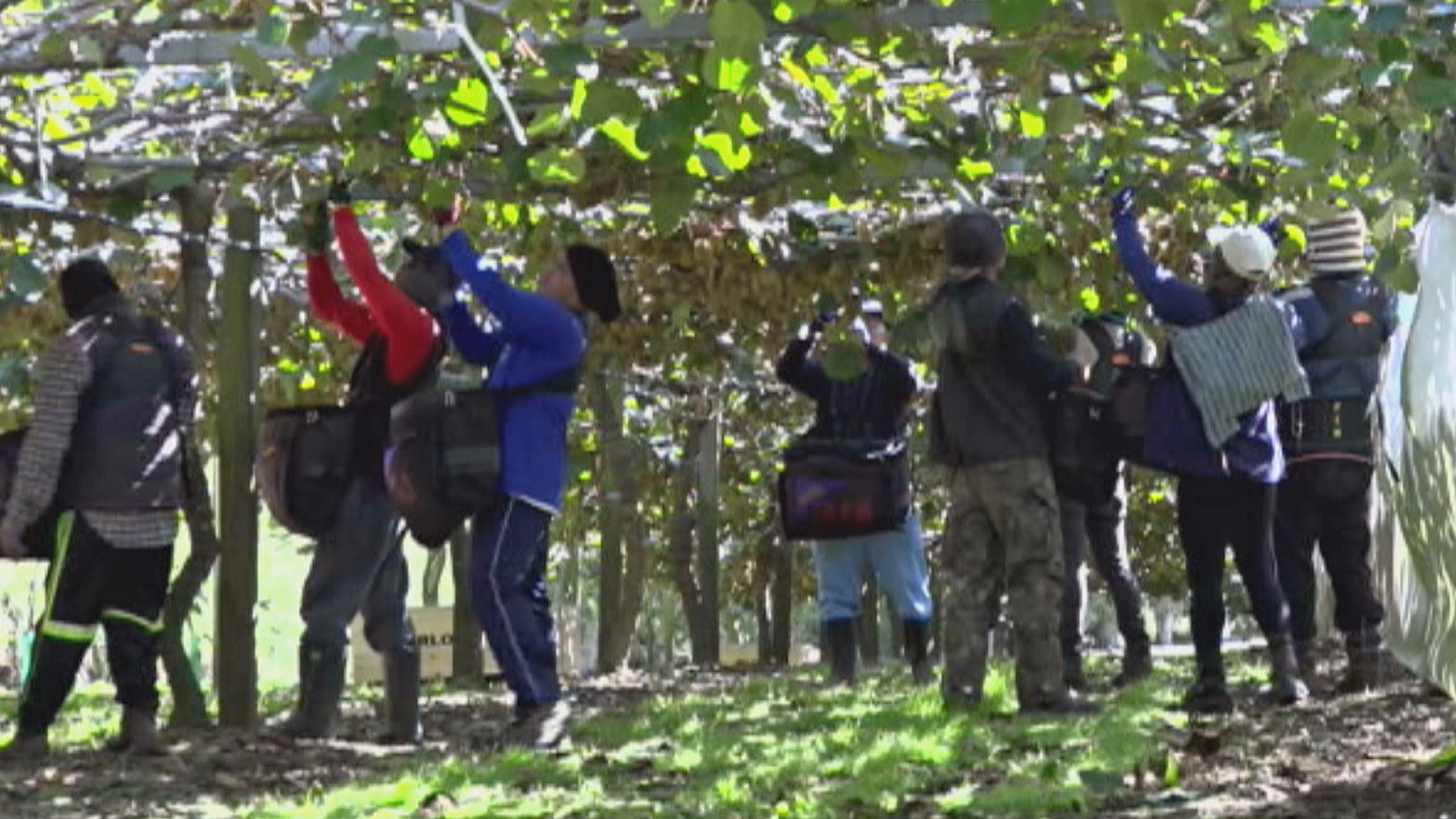Kiwi fruit pickers have simple message as growers cry out for labour – 'pay  us more'