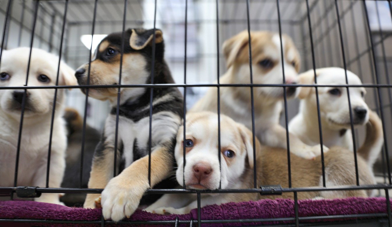 Litter of puppies in animal shelter.